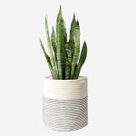 Cotton Rope Plant Basket
